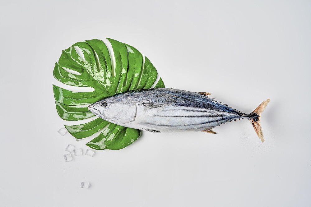 skipjack tuna