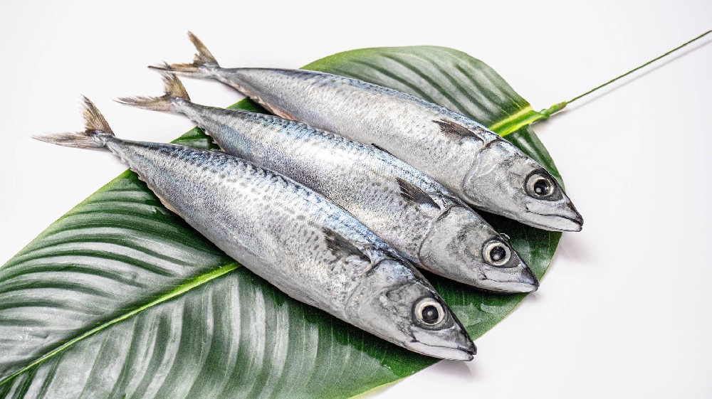 pacific mackerel